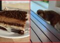 Canadian woman films mystery animal stealing her cake in Mexico