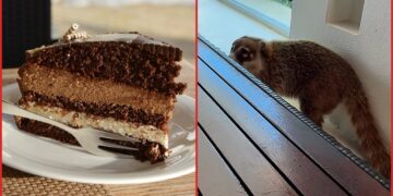 Canadian woman films mystery animal stealing her cake in Mexico