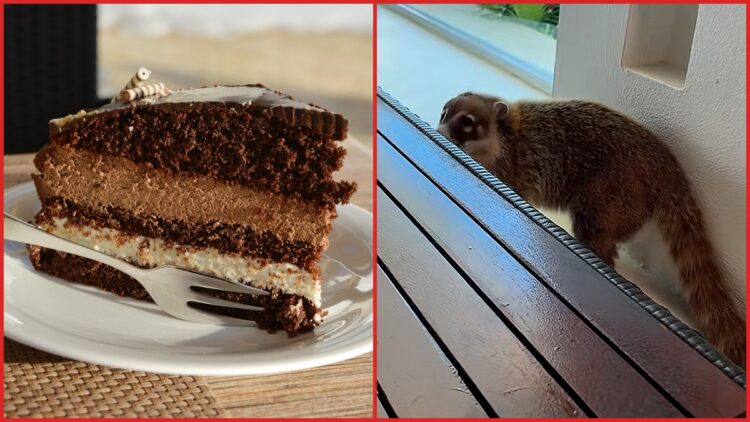 Canadian woman films mystery animal stealing her cake in Mexico