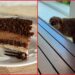 Canadian woman films mystery animal stealing her cake in Mexico