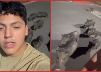 Man films 20 wild pigs following him at night: 'Should I run?'
