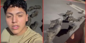 Man films 20 wild pigs following him at night: 'Should I run?'