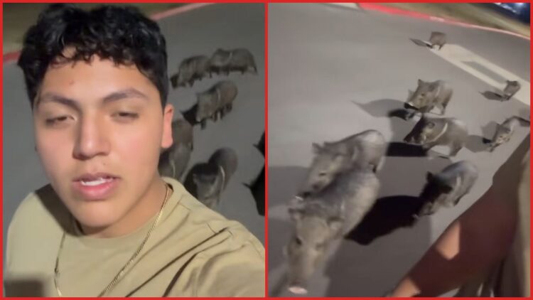 Man films 20 wild pigs following him at night: 'Should I run?'
