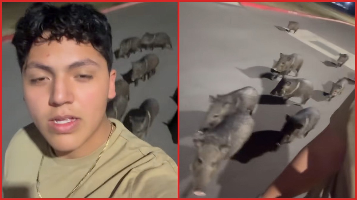 Man films 20 wild pigs following him at night: 'Should I run?'