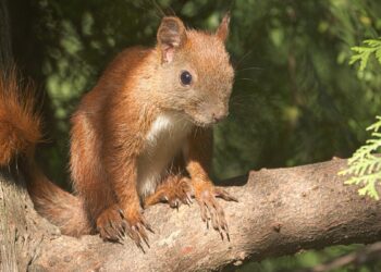 Rogue squirrel terrorizes university after biting dean and 17 others