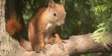 Rogue squirrel terrorizes university after biting dean and 17 others