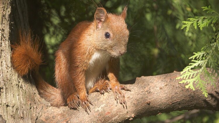 Rogue squirrel terrorizes university after biting dean and 17 others