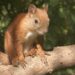 Rogue squirrel terrorizes university after biting dean and 17 others