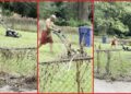 Property owners went to clean up a rental yard, so their neighbor got motivated and started mowing his own lawn — stills from the TikTok posted by C&T Properties