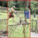 Property owners went to clean up a rental yard, so their neighbor got motivated and started mowing his own lawn 8 Property owners went to clean up a rental yard, so their neighbor got motivated and started mowing his own lawn — stills from the TikTok posted by C&T Properties
