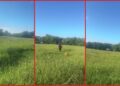 Greensboro woman says overgrown cemetery prevented her from reaching father's grave — stills from the TikTok posted by IntentionallyNicole
