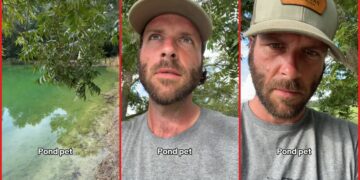 Georgia man calls his one-eyed alligator, Priscilla, from a pond. Then the pet emerges from the water to greet him 3 Georgia man calls his one-eyed alligator, Priscilla, from a pond. Then the pet emerges from the water to greet him — stills from the TikTok posted by Zach
