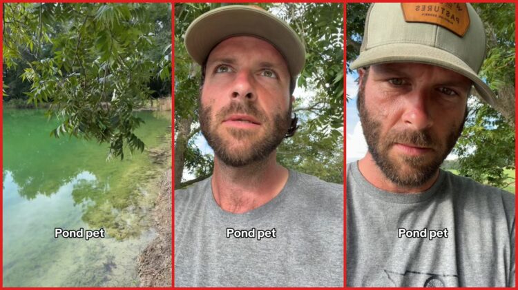 Georgia man calls his one-eyed alligator, Priscilla, from a pond. Then the pet emerges from the water to greet him 1 Georgia man calls his one-eyed alligator, Priscilla, from a pond. Then the pet emerges from the water to greet him — stills from the TikTok posted by Zach