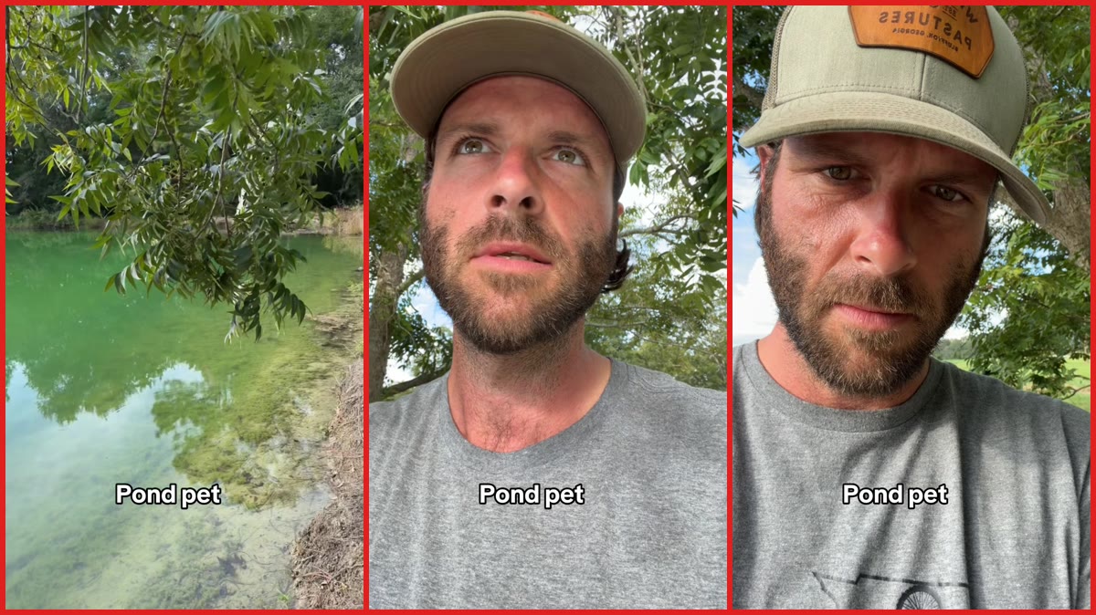 Georgia man calls his one-eyed alligator, Priscilla, from a pond. Then the pet emerges from the water to greet him — stills from the TikTok posted by Zach