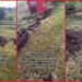 Lightning strike 'literally exploded' a woman's chicken coop, leaving a trench in the ground. Then she checked inside 8 Lightning strike 'literally exploded' a woman's chicken coop, leaving a trench in the ground. Then she checked inside — stills from the TikTok posted by Jewel