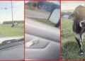 South Carolina driver warns bull to stay off electric fence, but it keeps getting zapped anyway — stills from the TikTok posted by Daniel..
