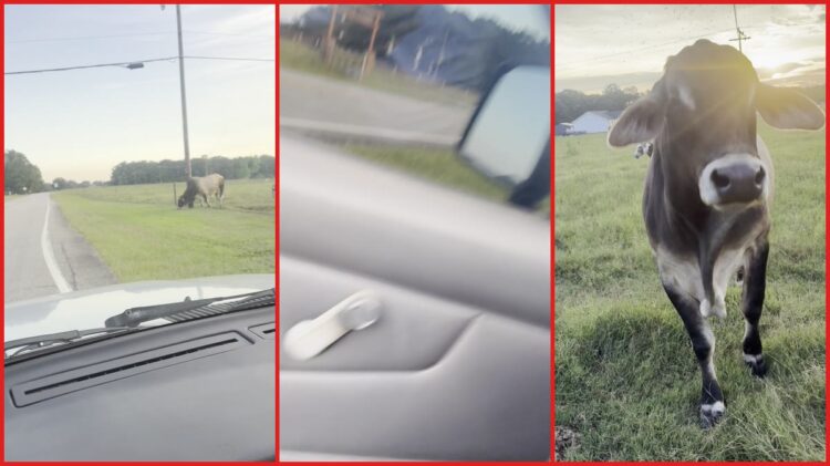 South Carolina driver warns bull to stay off electric fence, but it keeps getting zapped anyway — stills from the TikTok posted by Daniel..
