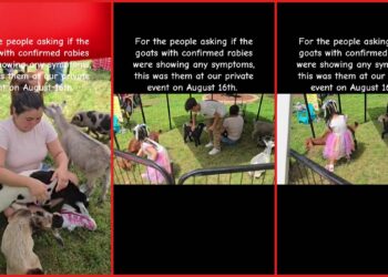 Video shows goats at a private event with no visible symptoms. Then they were later confirmed to have rabies, prompting a health alert — stills from the TikTok posted by Taty’♥️