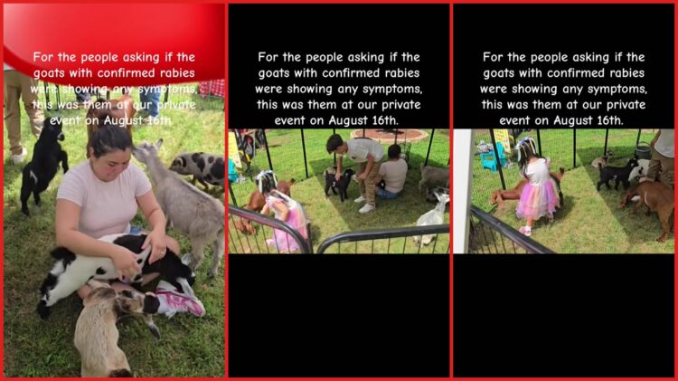 Video shows goats at a private event with no visible symptoms. Then they were later confirmed to have rabies, prompting a health alert 1 Video shows goats at a private event with no visible symptoms. Then they were later confirmed to have rabies, prompting a health alert — stills from the TikTok posted by Taty’♥️