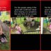 Video shows goats at a private event with no visible symptoms. Then they were later confirmed to have rabies, prompting a health alert 8 Video shows goats at a private event with no visible symptoms. Then they were later confirmed to have rabies, prompting a health alert — stills from the TikTok posted by Taty’♥️
