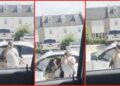 Louisiana woman in car accident claims other driver threatened her with ICE and said she 'works for ICE' — stills from the TikTok posted by Lucy Hc