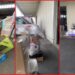 Donor disputes items at Heroes Homestead warehouse. Then she alleges the nonprofit misappropriated fire relief donations — stills from the TikTok posted by Dog Mom Border Collie Pack