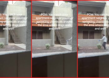 Phoenix apartment resident records neighbor sprinkling chemicals in dog-walking area. Then the neighbor looks directly at the camera — stills from the TikTok posted by Mia