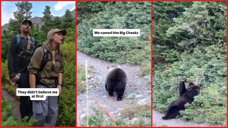 Hikers asked to see wildlife in Glacier National Park. Then a grizzly bear appeared and rolled around on the trail 1 Hikers asked to see wildlife in Glacier National Park. Then a grizzly bear appeared and rolled around on the trail — stills from the TikTok posted by hikewjesus
