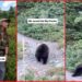 Hikers asked to see wildlife in Glacier National Park. Then a grizzly bear appeared and rolled around on the trail — stills from the TikTok posted by hikewjesus