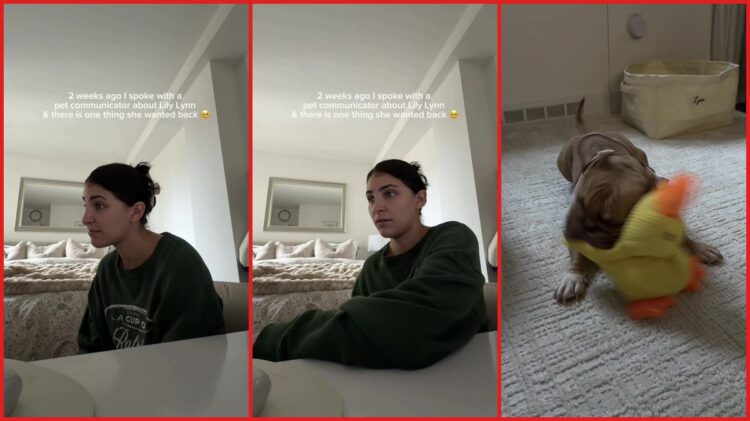 Rescue dog who 'didn’t like toys' was reunited with a yellow duck after a pet communicator’s reading. Then she slept with it every night 1 Rescue dog who 'didn’t like toys' was reunited with a yellow duck after a pet communicator’s reading. Then she slept with it every night — stills from the TikTok posted by Ashley Pelkoski