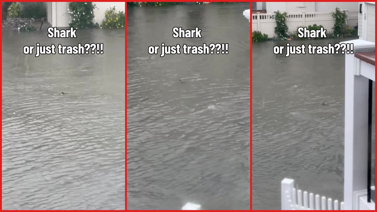 Nor'easter floods New Jersey streets to 2 feet, and a dark fin-like shape appears in the murky water — stills from the TikTok posted by DadicationTV