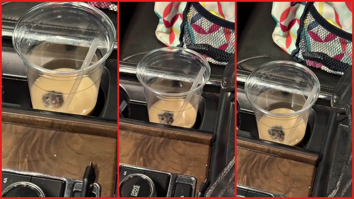 Woman finds a mouse swimming in her leftover Starbucks cold brew at midnight — stills from the TikTok posted by Ali ⭐️