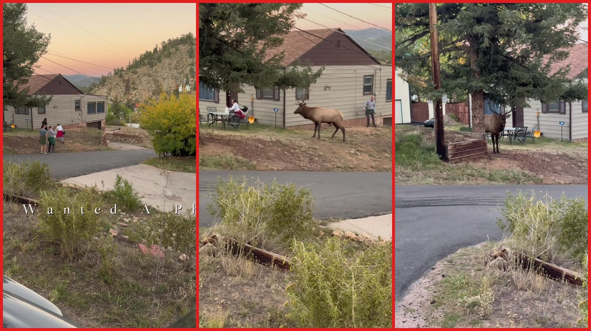 Man in green shirt directly charged by bull elk in Estes Park; group runs down street to escape — stills from the TikTok posted by Estes Park | RMNP Tours